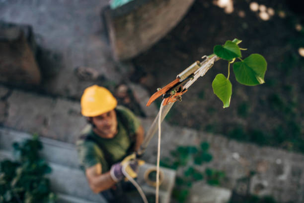 Best Utility Line Clearance  in Benson, NC