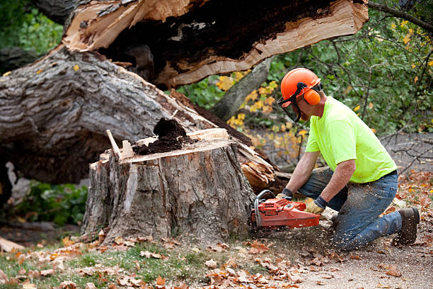 Best Tree Maintenance Programs  in Benson, NC