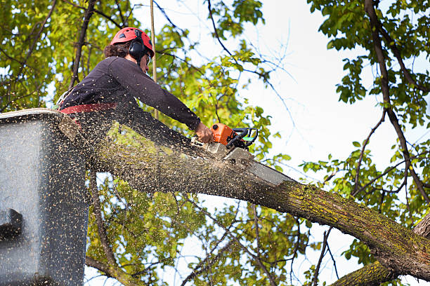 Best Leaf Removal  in Benson, NC